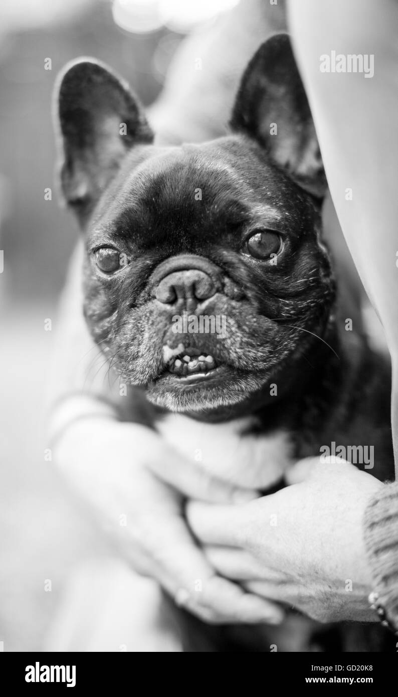 Un bulldog francese, noto anche come "un francese', di coccole con il suo proprietario. Foto Stock