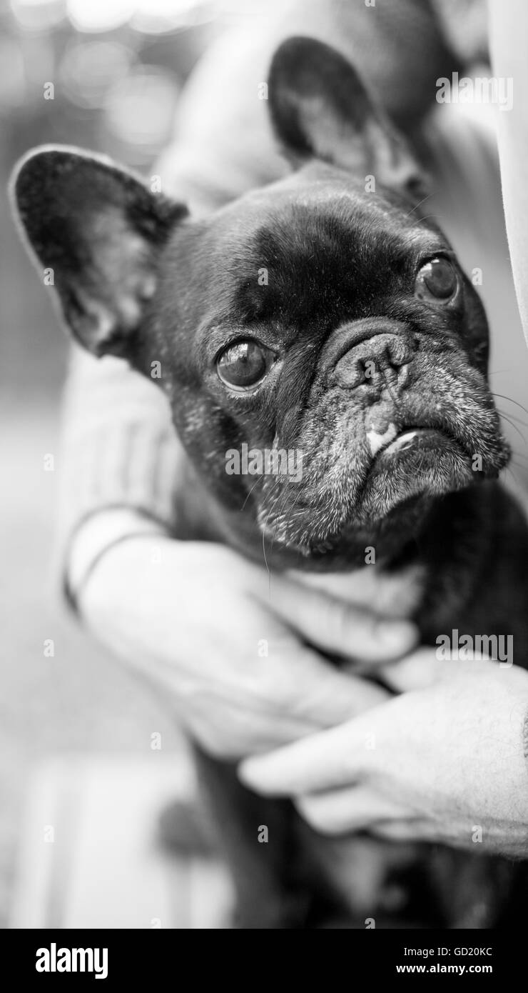 Un bulldog francese, noto anche come "un francese', di coccole con il suo proprietario. Foto Stock