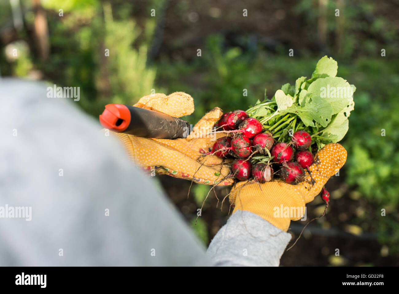 Donna tenere mazzetto di ravanelli in un giardino. Foto Stock