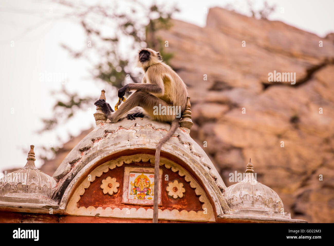 Monkey seduta nella cisterna abbandonata, Jaipur, Rajasthan, India, Asia Foto Stock
