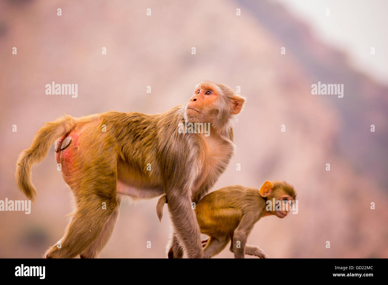 Le scimmie selvatiche, Jaipur, Rajasthan, India, Asia Foto Stock