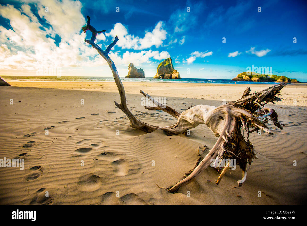 Driftwood in Golden Bay, regione Tasmania, South Island, in Nuova Zelanda, Pacific Foto Stock