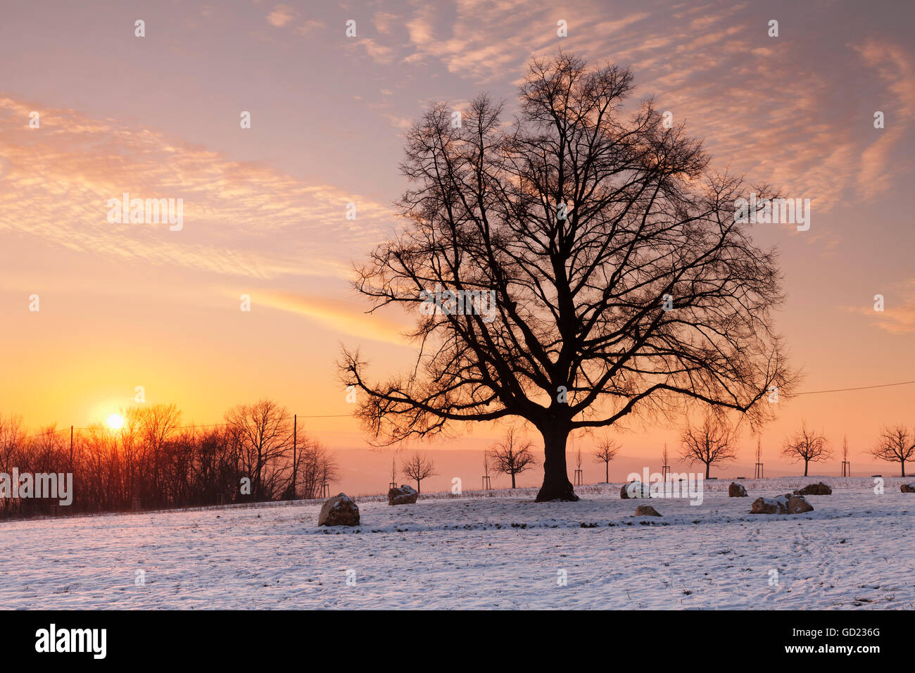 Lime Tree al tramonto in inverno, Esslingen am Neckar, Baden-Württemberg, Germania, Europa Foto Stock