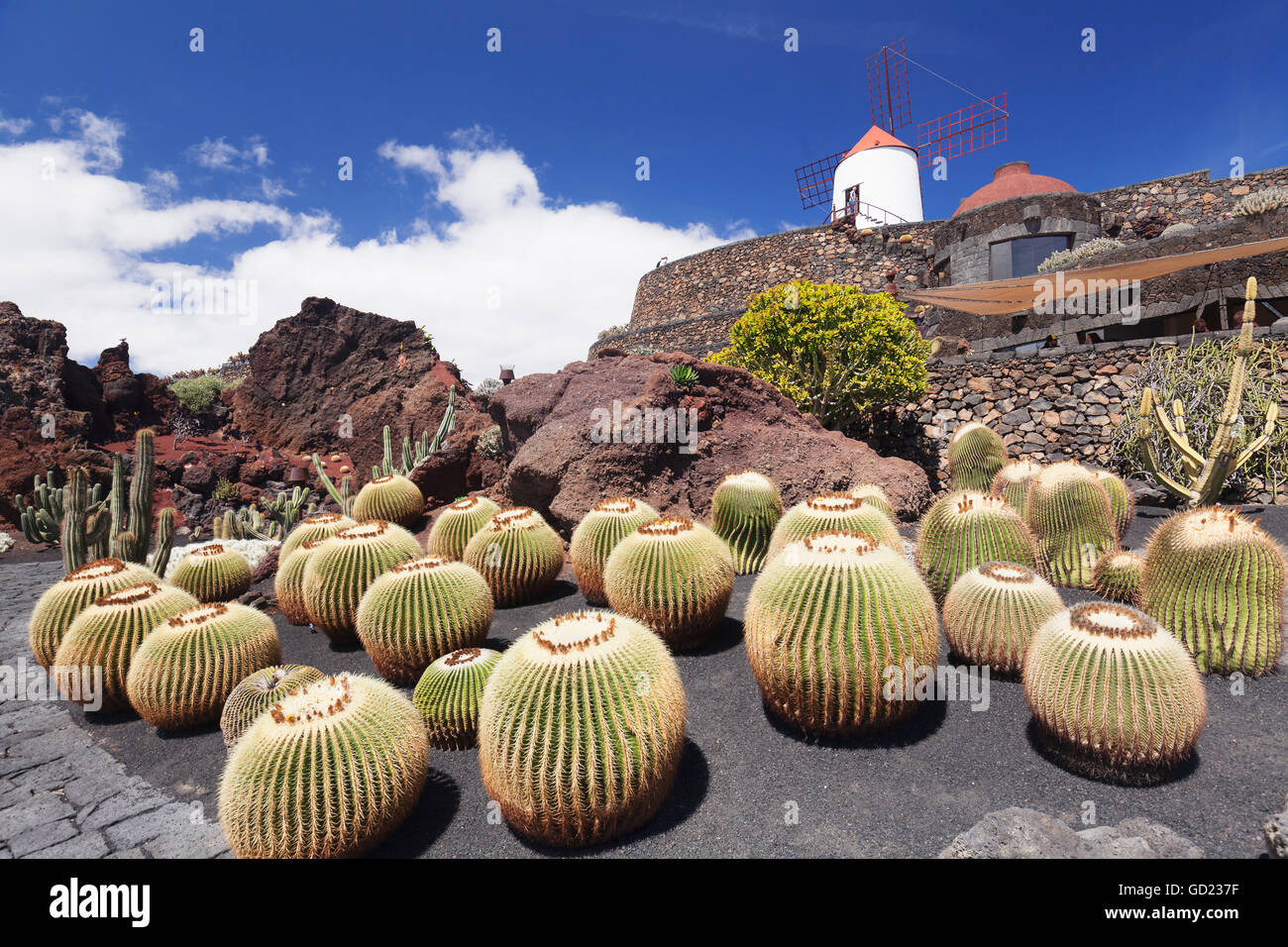 Il giardino dei Cactus Jardin de Cactus da Cesar Manrique, mulino a vento, Riserva della Biosfera dall'UNESCO, Guatiza, Lanzarote, Isole Canarie, Spagna Foto Stock