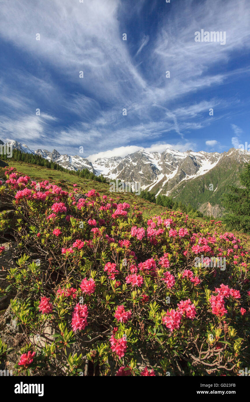 Rododendri in fiore circondato da verdi prati, Alpi Orobie, Valle Arigna, Sondrio, Valtellina, Lombardia, Italia, Europa Foto Stock