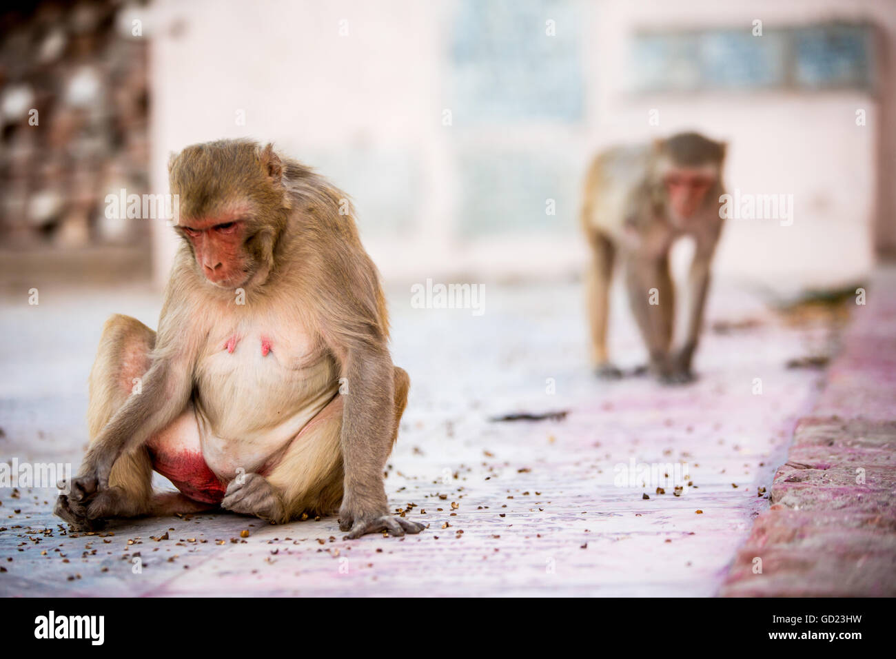Monkey spettatori durante il fiore Holi festival, Vrindavan, Uttar Pradesh, India, Asia Foto Stock