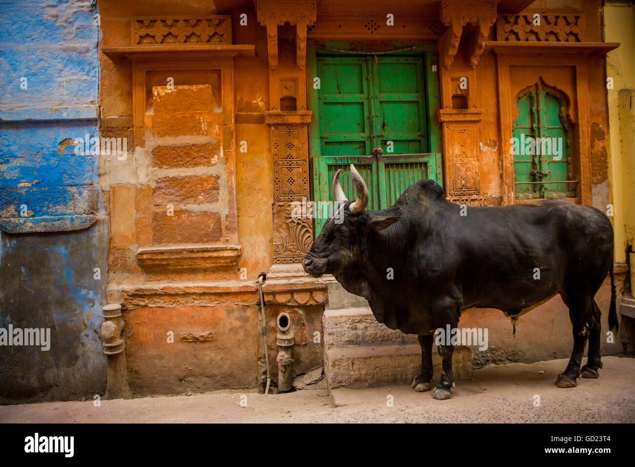 Vacca sacra in piedi le strade blu di Jodhpur la città blu, Rajasthan, India, Asia Foto Stock