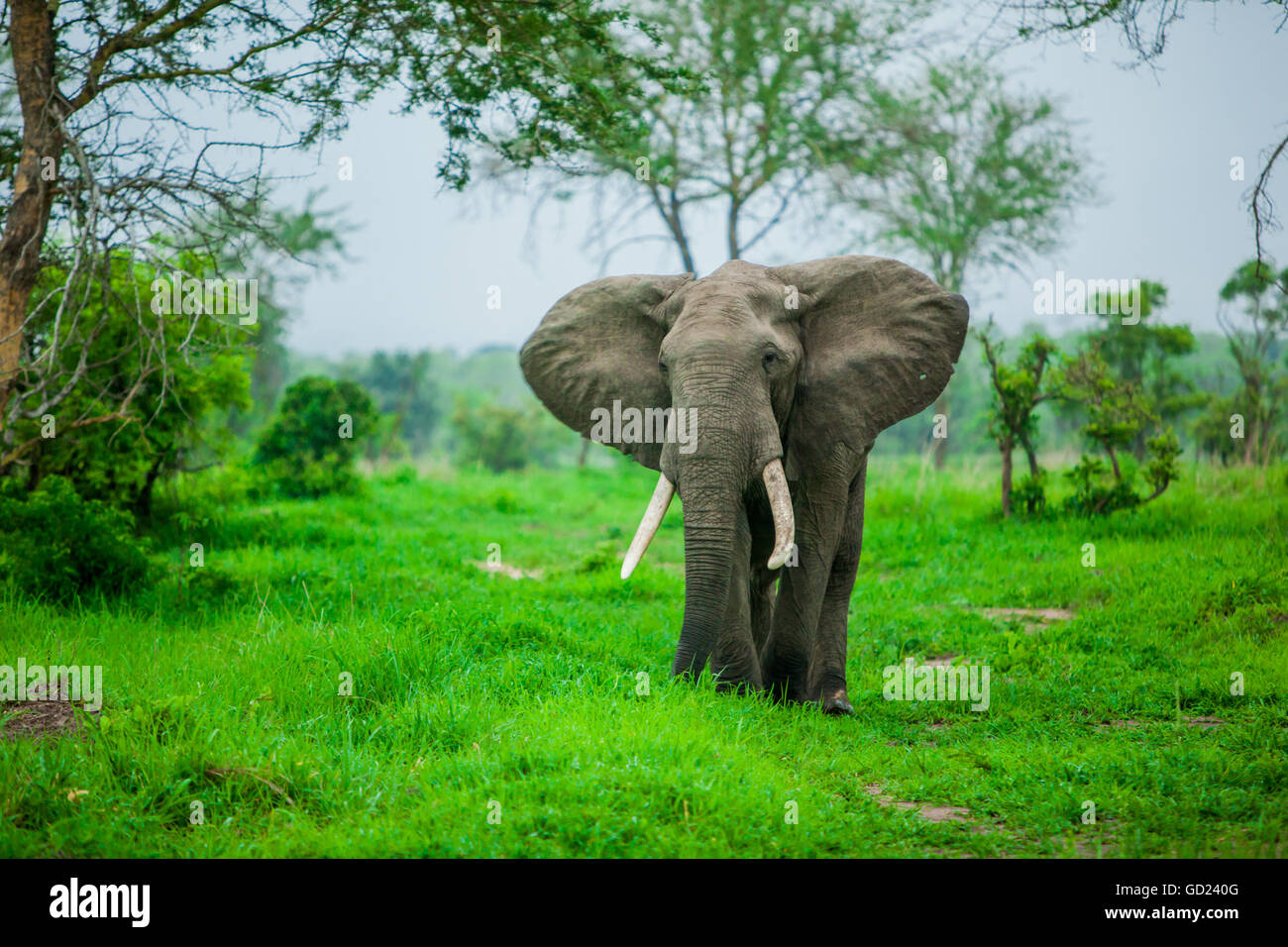 Elefante su safari, Mizumi Safari Park, Tanzania, Africa orientale, Africa Foto Stock