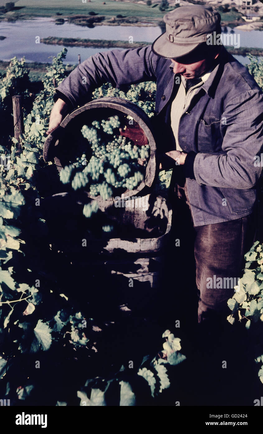 Agricoltura, viticoltura, viticoltura, vendemmia a Nordheim, ottobre 1957, diritti aggiuntivi-clearences-non disponibili Foto Stock
