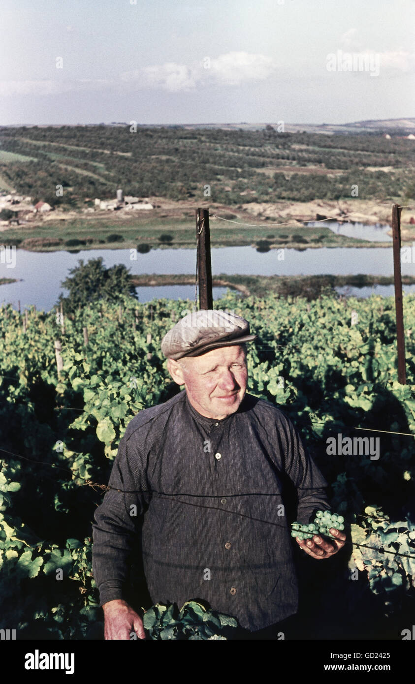 Agricoltura, viticoltura, viticoltura, vendemmia a Nordheim, ottobre 1957, diritti aggiuntivi-clearences-non disponibili Foto Stock