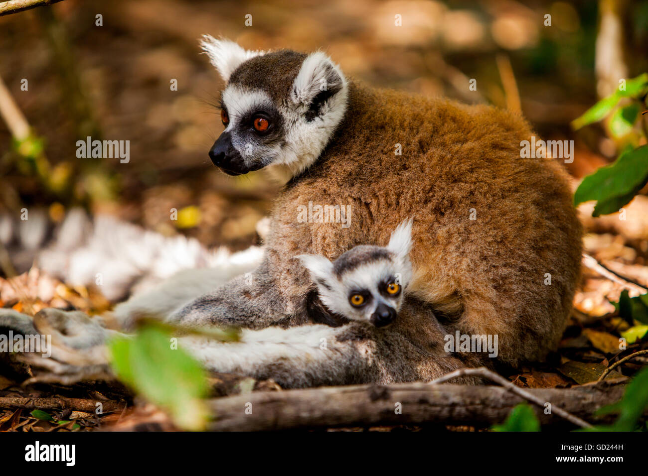 Madagascar lemuri, Johannesburg, Sud Africa e Africa Foto Stock