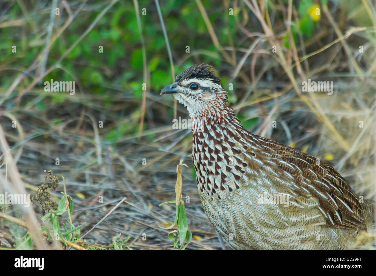 Crested Francolin sul terreno nella boccola Foto Stock