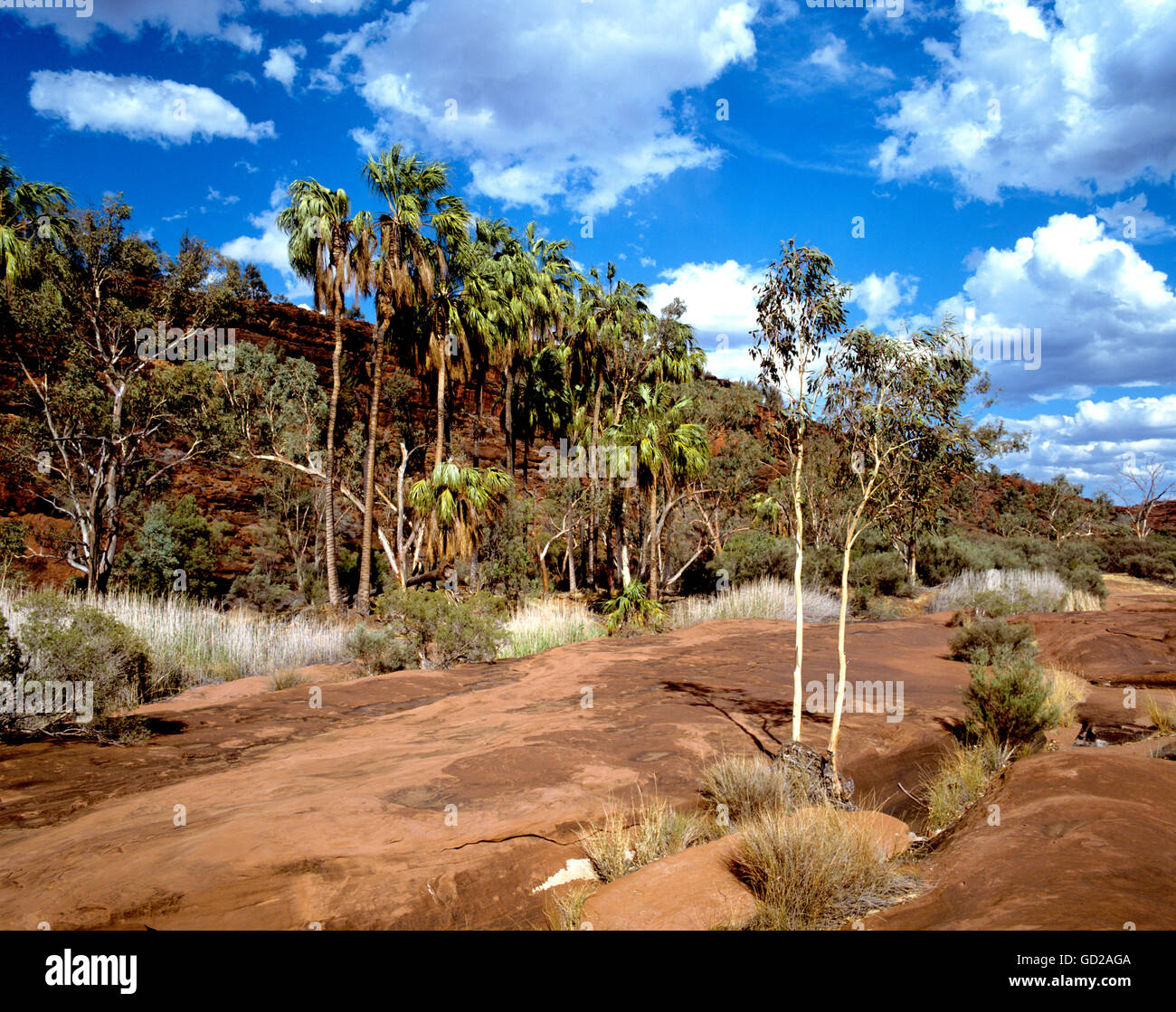 Australia Territorio del Nord Finke Gorge National Park Outback scenario in Palm Valley Adrian Baker Foto Stock