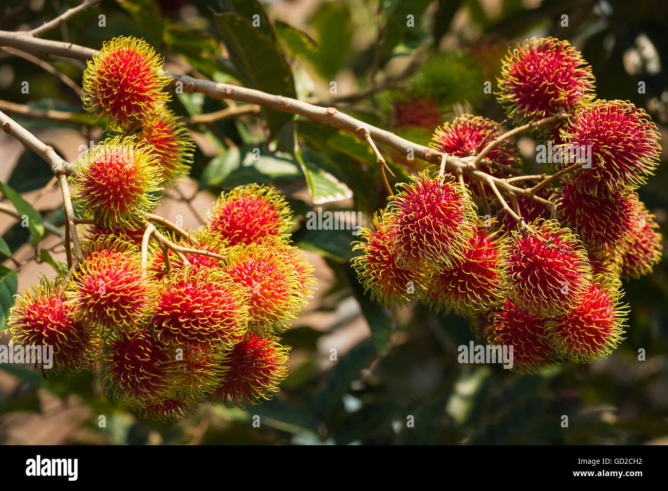 La maturazione rambutan (Nephelium lappaceum); Captain Cook, isola di Hawaii, Hawaii, Stati Uniti d'America Foto Stock