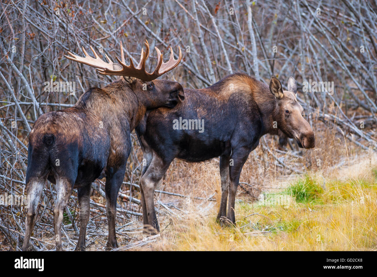 Un toro alci in carreggiata con una mucca alci in Kincaid parco vicino il Percorso Costiero di Tony Knowles, Anchorage in Alaska, autunno Foto Stock