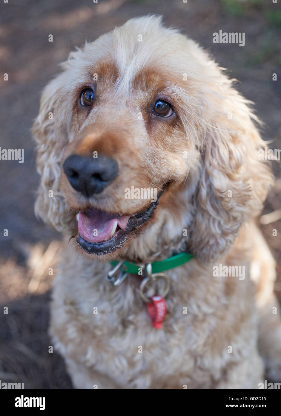Cocker Spaniel Foto Stock