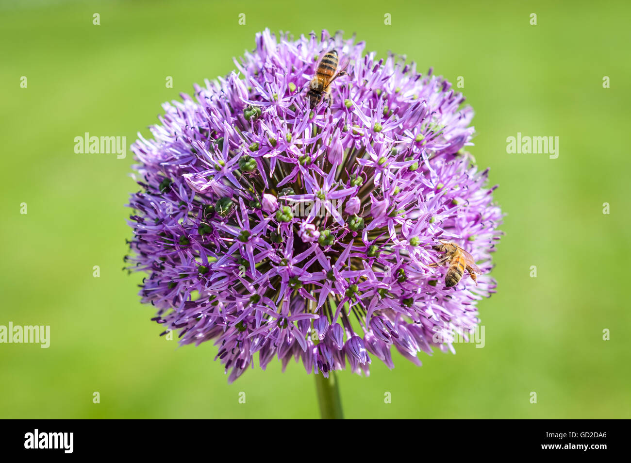 Bee la raccolta da una splendida fioritura di cipolla ornamentali fiore testa (Allium) Foto Stock