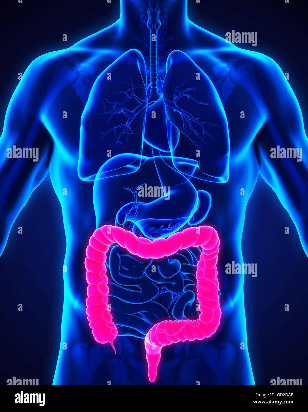 Colon umano anatomia Foto Stock