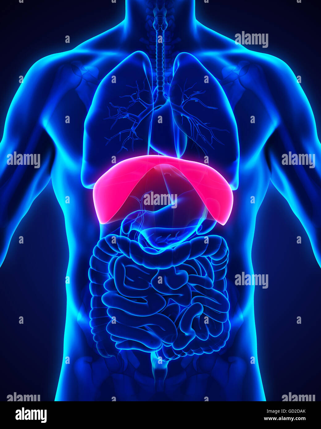 Diaframma umano anatomia Foto Stock