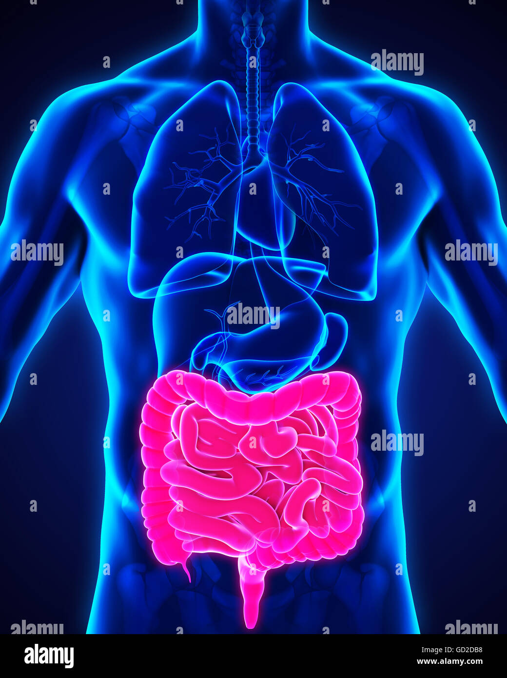 Intestino umano anatomia Foto Stock