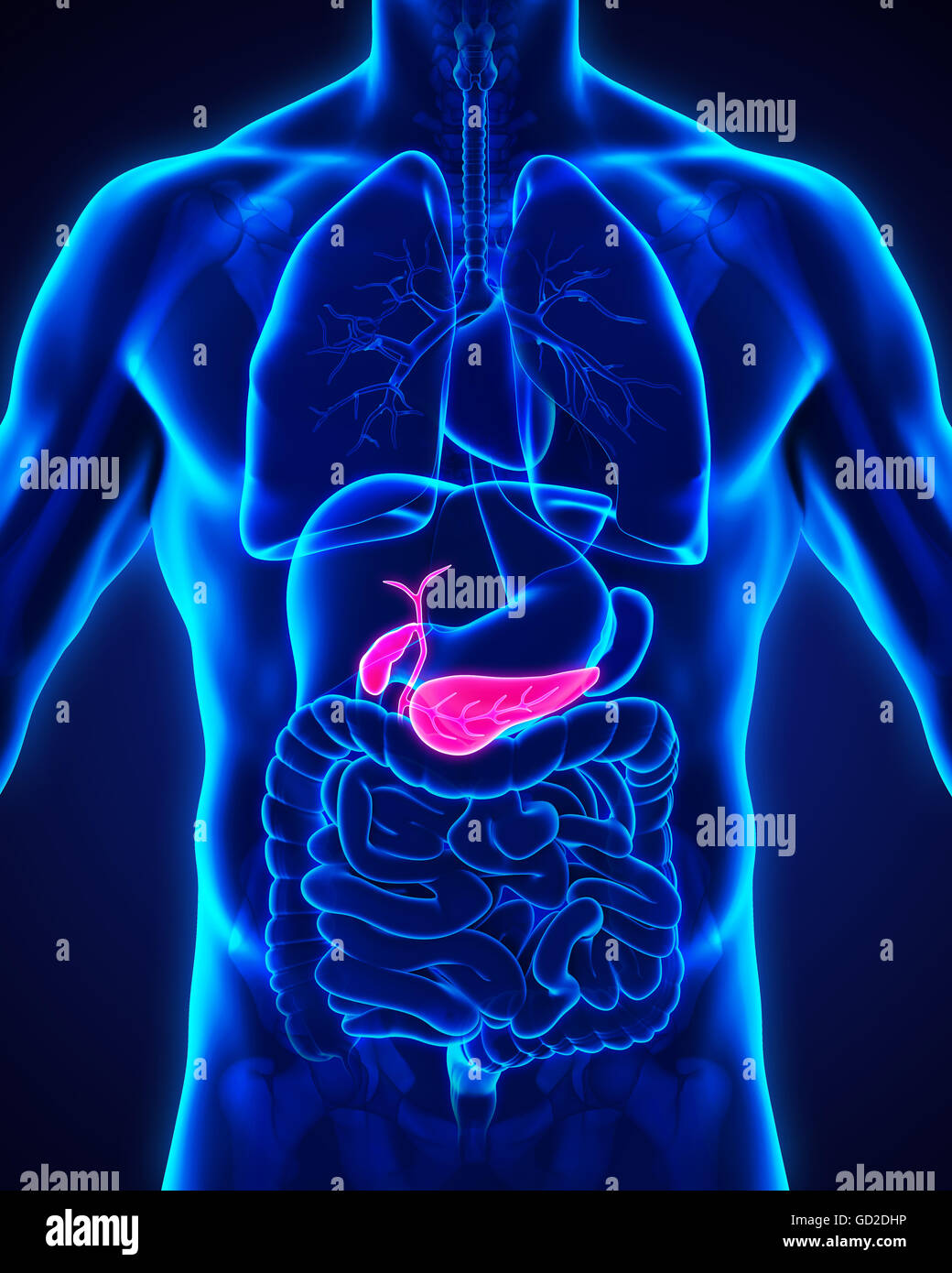 Umano e della cistifellea Pancreas anatomia Foto Stock