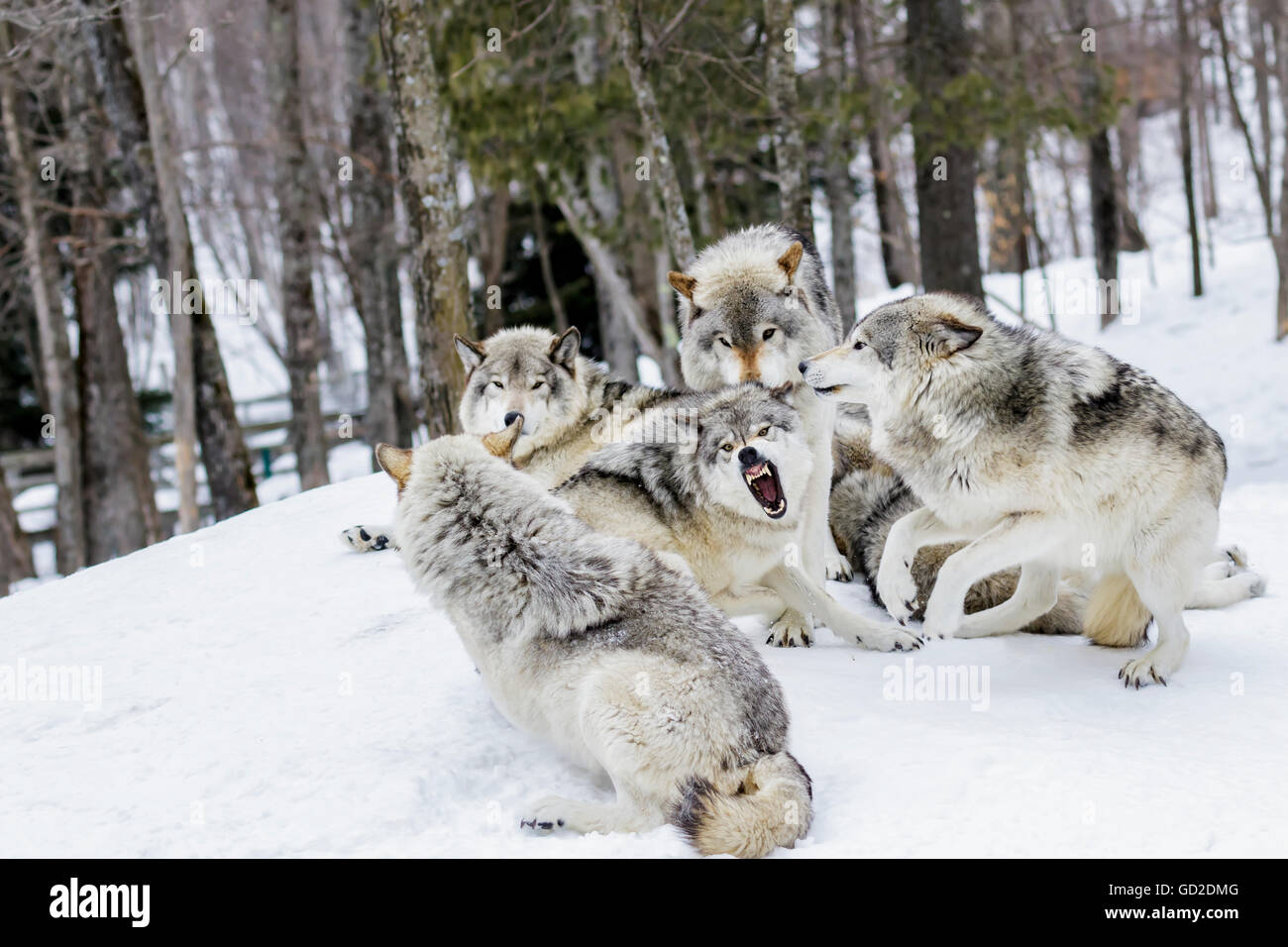 Lupi grigi (Canis lupus) dimostrando gerarchia; Montebello, Quebec, Canada Foto Stock