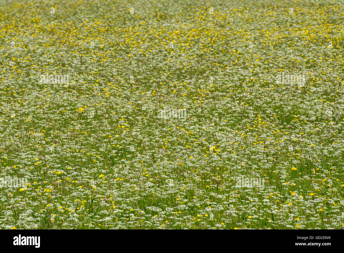 Tradizionale il fieno di montagna prato pieno di fiori selvaggi, specialmente renoncules, Lancashire, Regno Unito Foto Stock