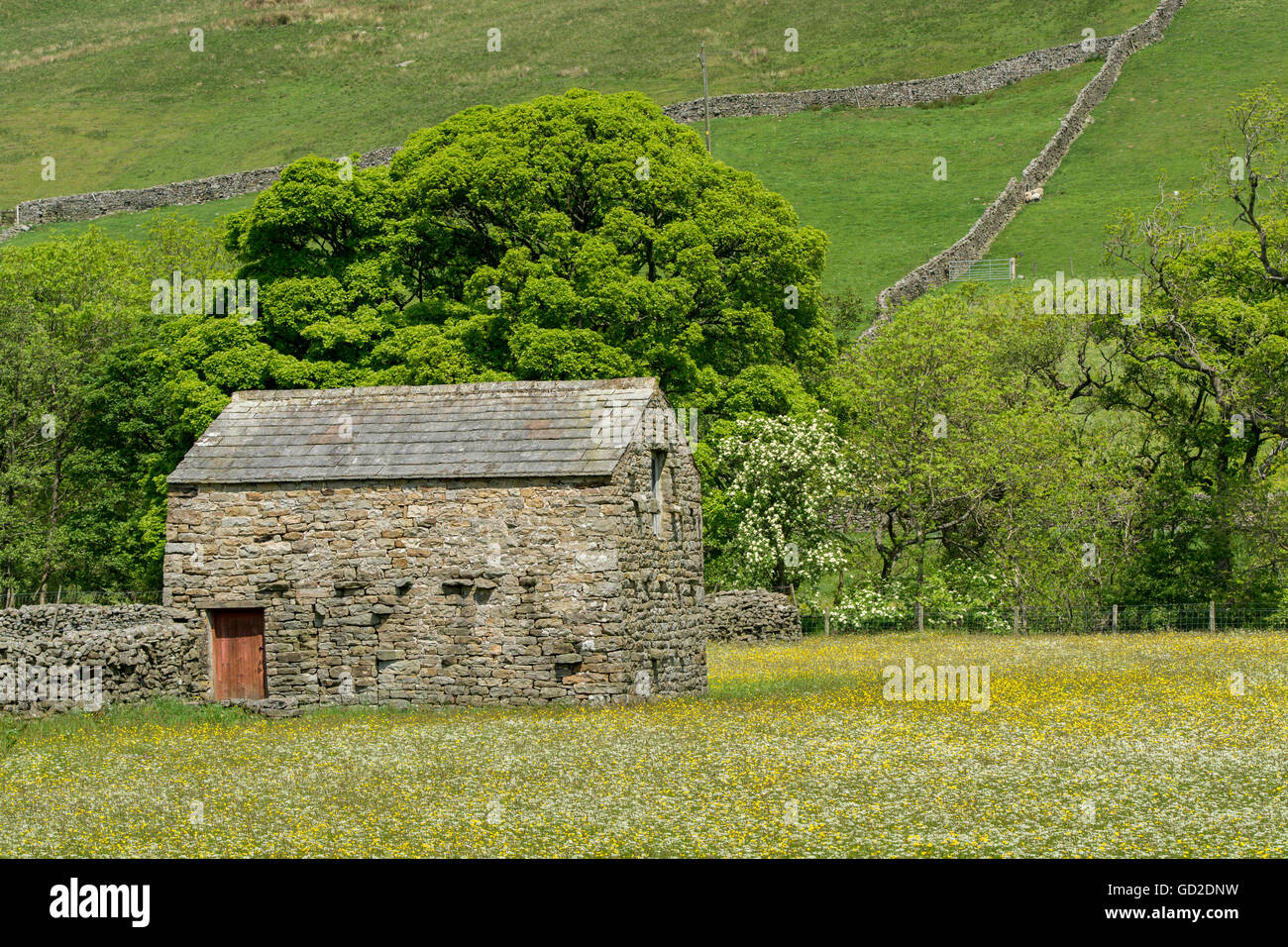 Granai in pietra in prati fioriti, inizio estate, in Swaledale, vicino Muker, Yorkshire Dales National Park, Regno Unito. Foto Stock