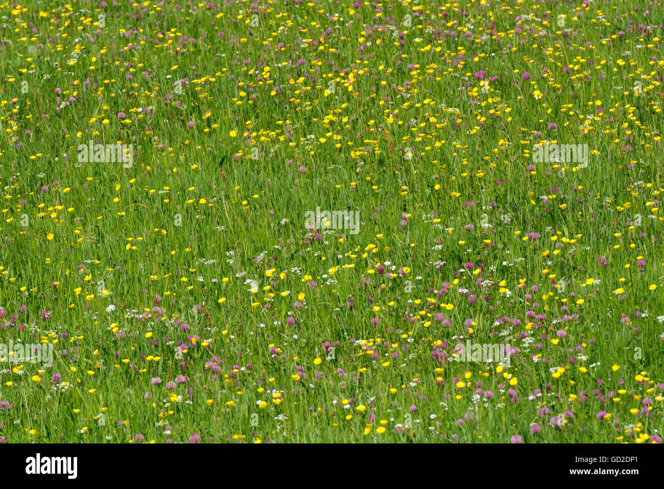 Tradizionale il fieno di montagna prato pieno di fiori selvaggi, specialmente renoncules, Lancashire, Regno Unito Foto Stock