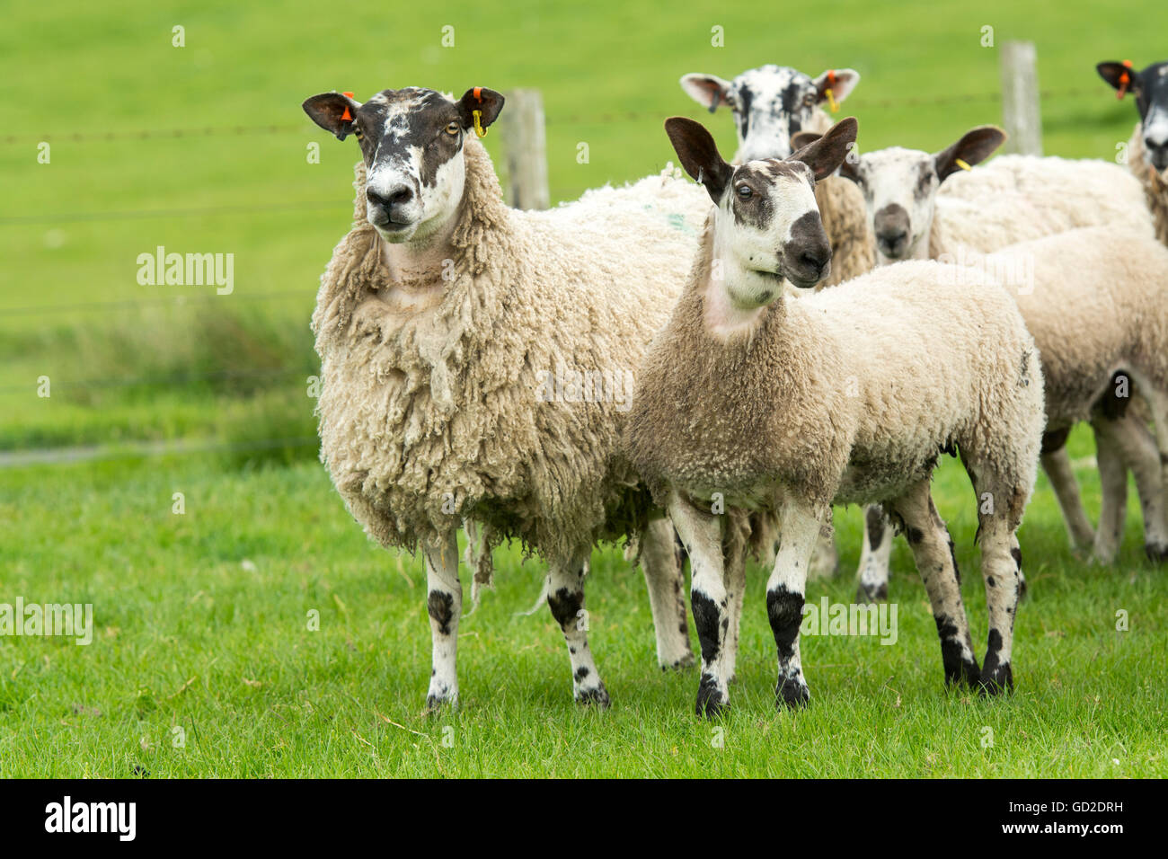 Di fronte blu Leicester agnello su un mulo pecora, nata come risultato di un embrione trapianto. Northumberland, Regno Unito. Foto Stock