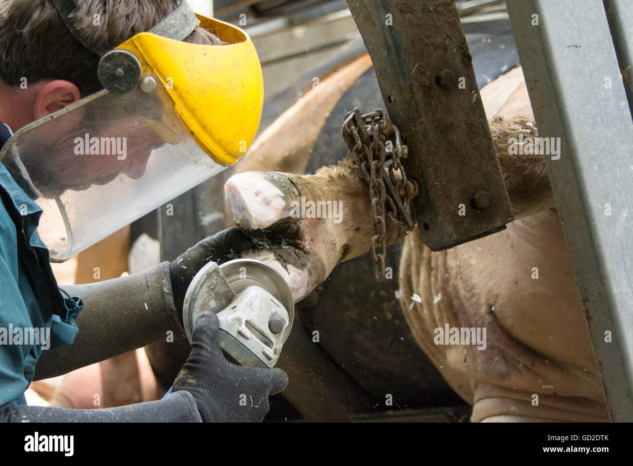 Agricoltore trimmimg vacche a piedi fino a un ribaltamento in cassa. Cumbria, Regno Unito Foto Stock