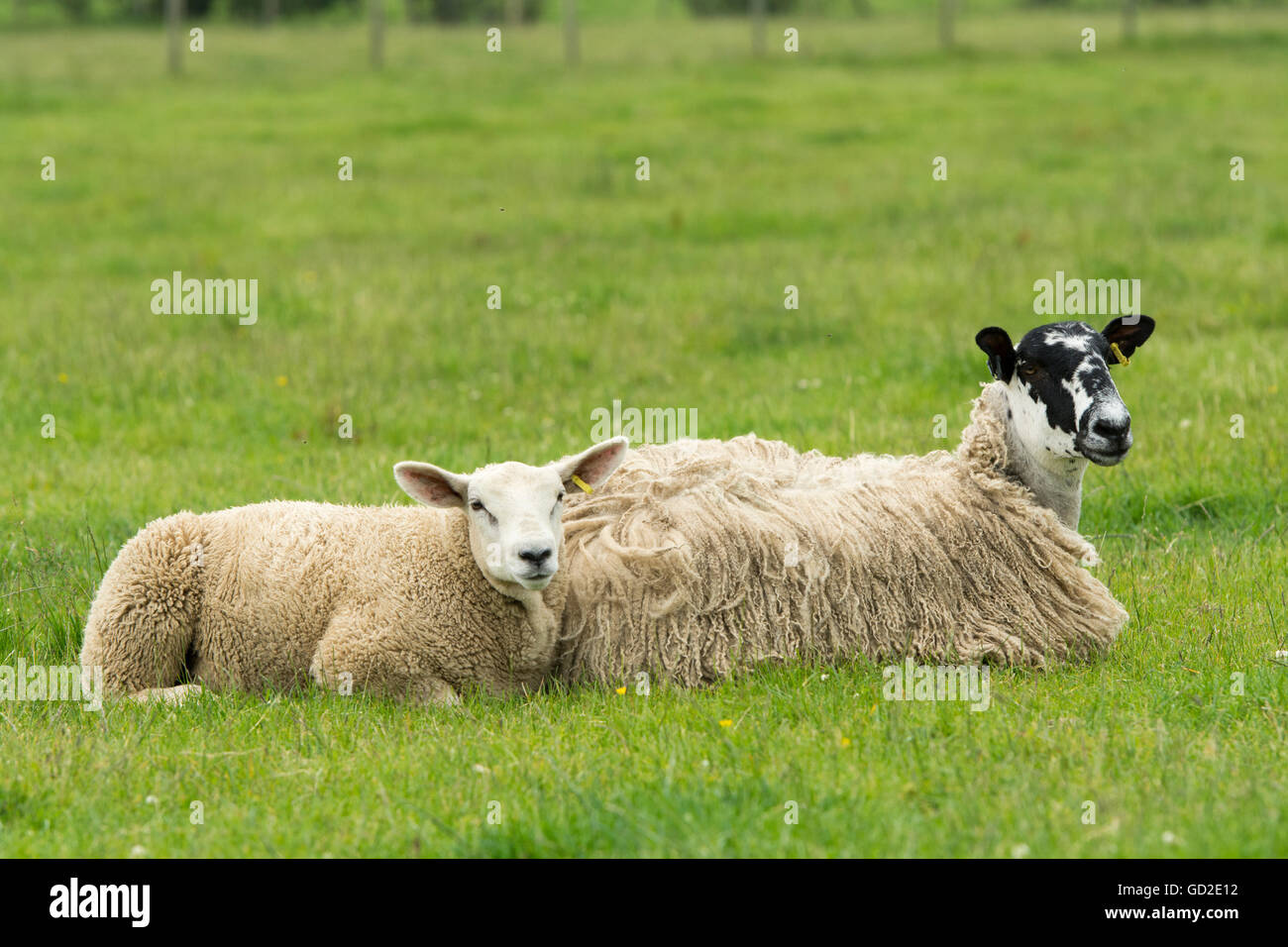 Mulo pecora e agnello stabilite in pascolo per ttry e smettere di mosche di disturbarsi a loro. Cumbria, Regno Unito. Foto Stock