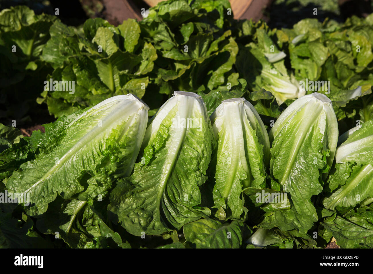 Teste di lattuga romana; Bosco, California, Stati Uniti d'America Foto Stock