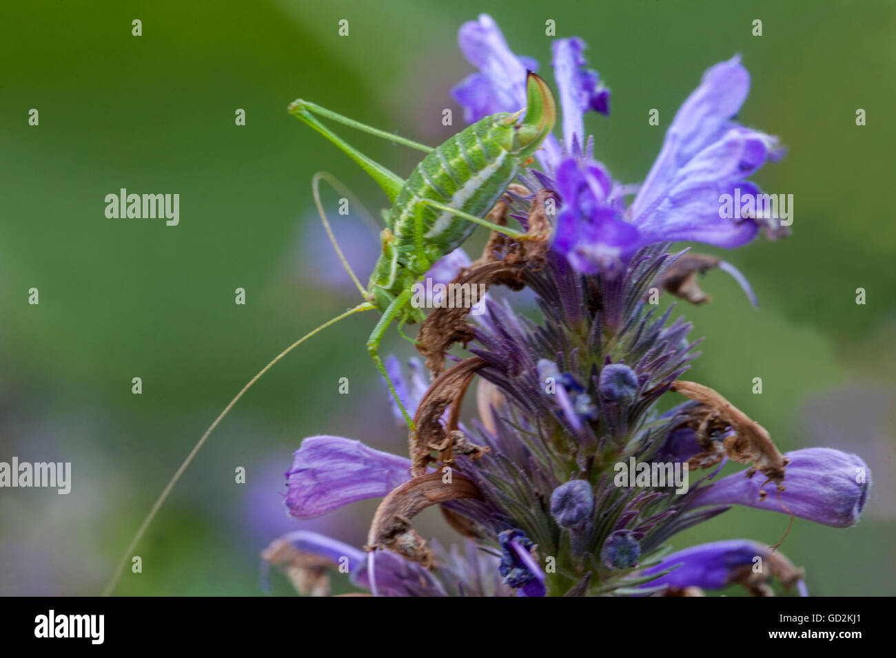 Grasshopper Nepeta kubanica Fiore Close-up Bloom Tettigonia viridissima grande boccaglio verde giovane ninfa Foto Stock