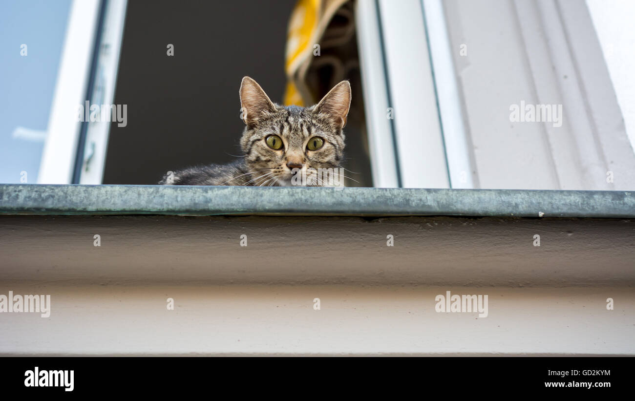 Sorpreso cat guardando in giù da una finestra Foto Stock