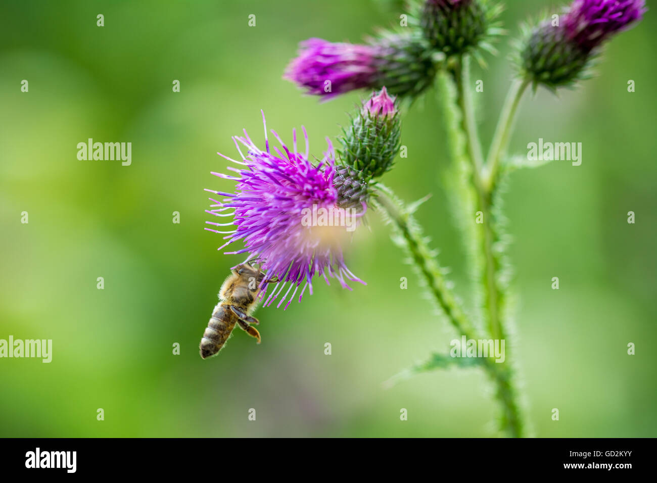 L'alimentazione delle api su un fiore Foto Stock