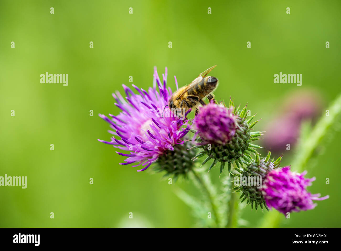 L'alimentazione delle api su un fiore Foto Stock