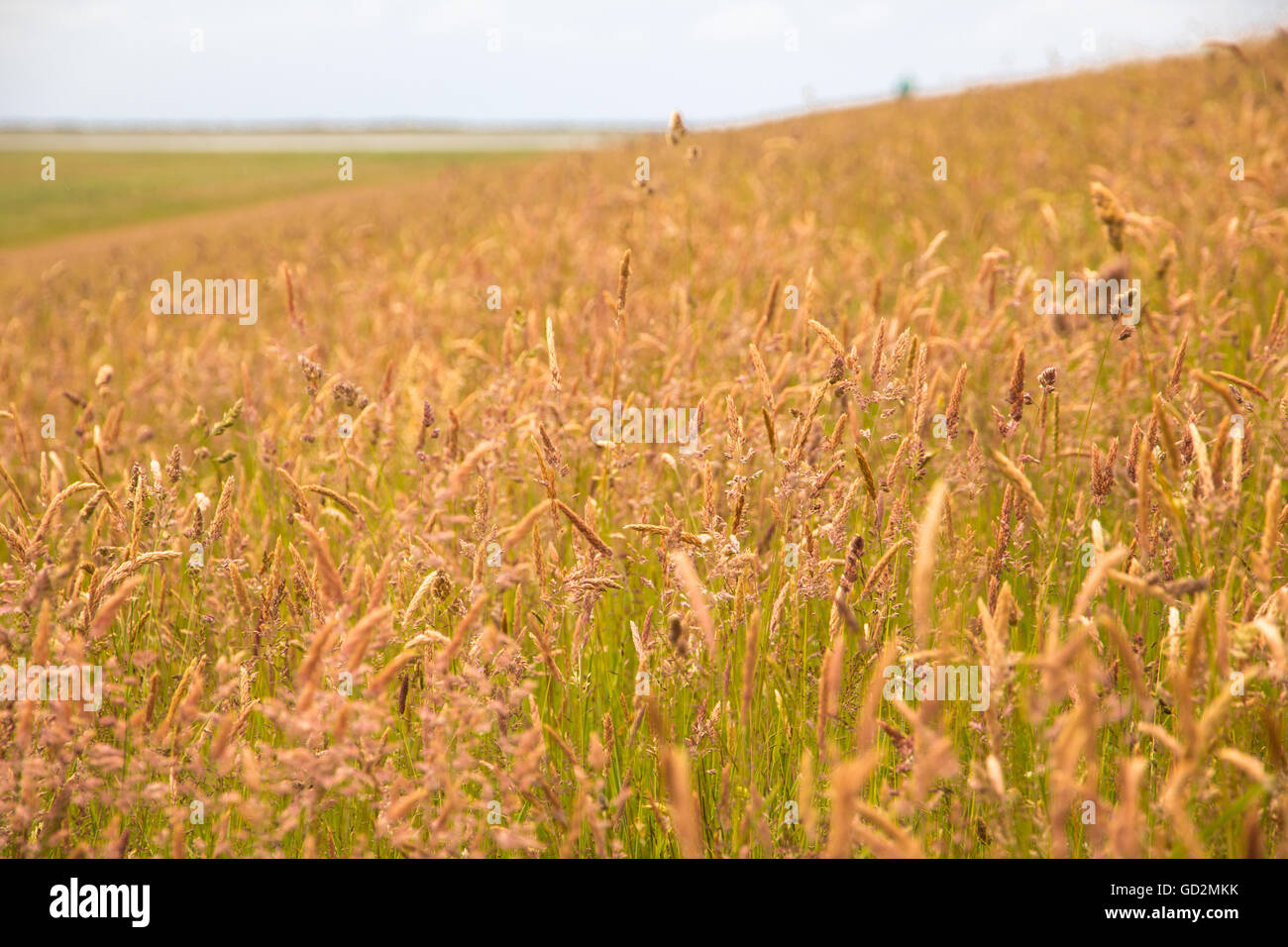 Campo di erba alta con semi su una collina, prese con profondità di campo Foto Stock