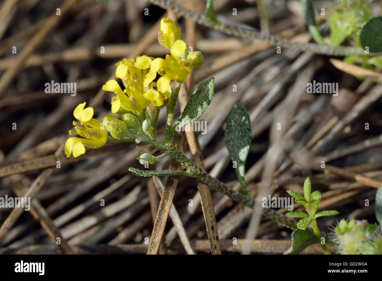 Alyssum akamasicum rara pianta endemica da Paphos & area di Akamas di Cipro Foto Stock