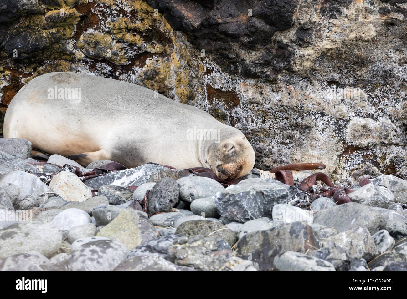 Sleeping Nuova Zelanda Sea Lion a Enderby Island, isole di Auckland, Nuova Zelanda sub antartiche Foto Stock