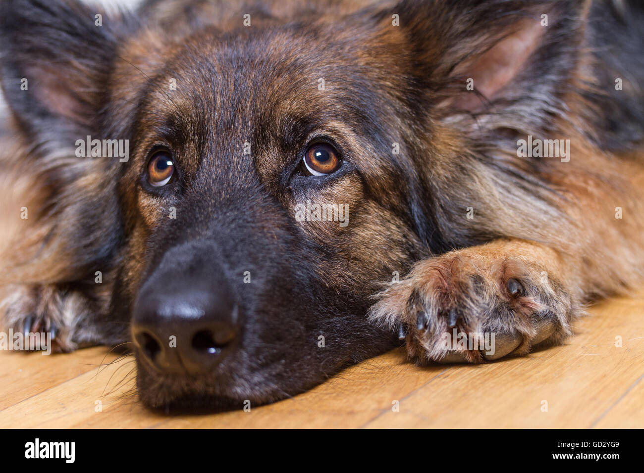 Pastore Tedesco cane o alsaziano che poggia il capo su un pavimento di legno all'interno guardando verso l'alto. Foto Stock