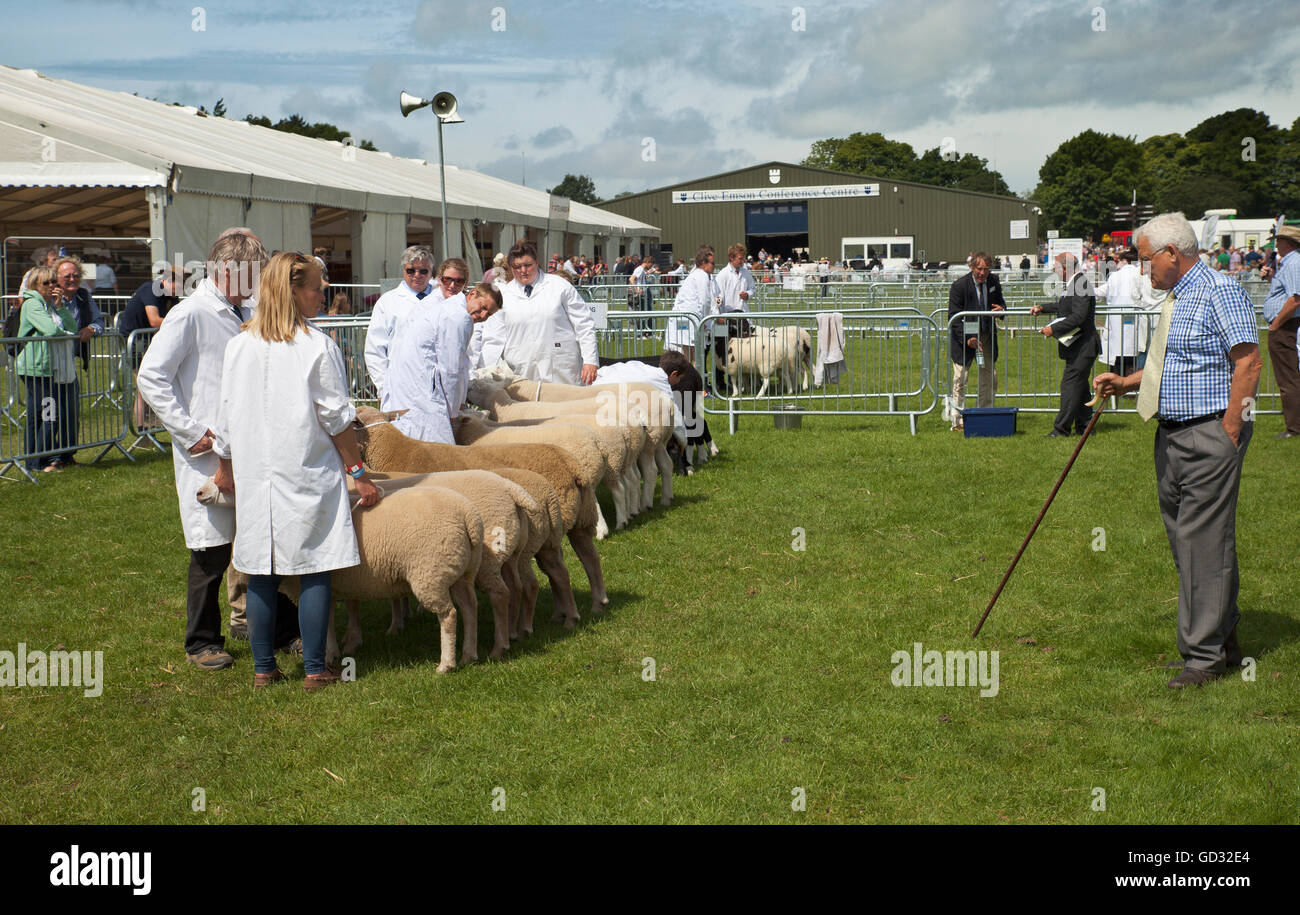 Pecore giudicare presso la contea del Kent Show. Foto Stock