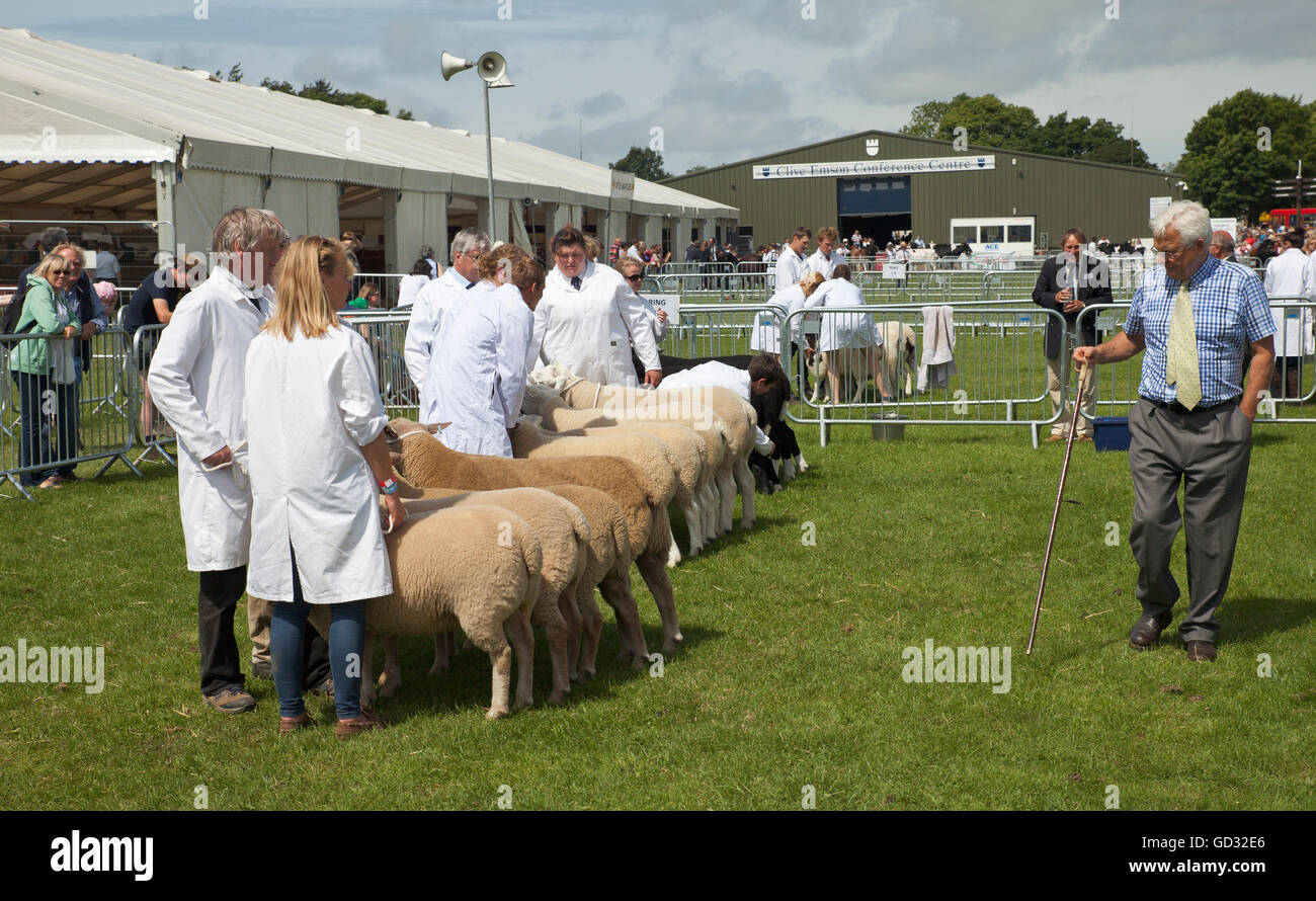 Pecore giudicare presso la contea del Kent Show. Foto Stock