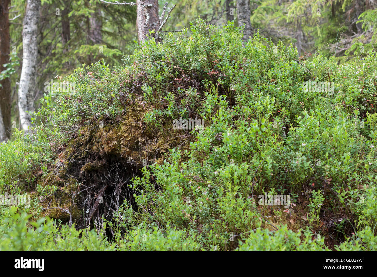 Tana di orso Foto Stock