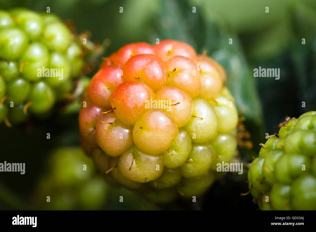 Blackberry maturazione sulla pianta Foto Stock