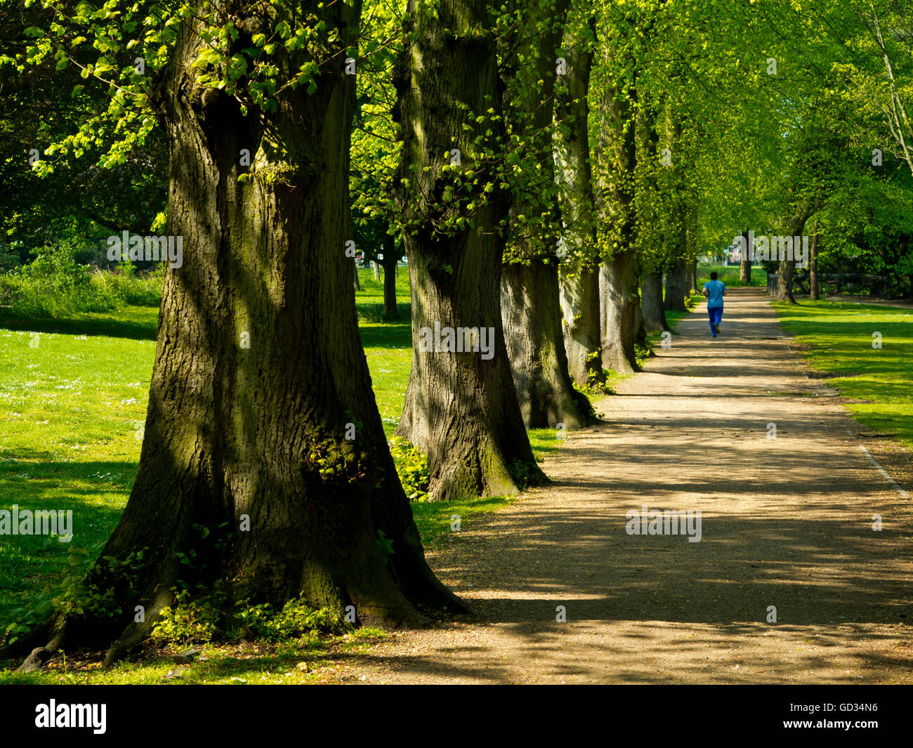 Viale di alberi al Parco Highfields un area pubblica nella motivazione dell'Università di Nottingham, Nottinghamshire REGNO UNITO Inghilterra Foto Stock