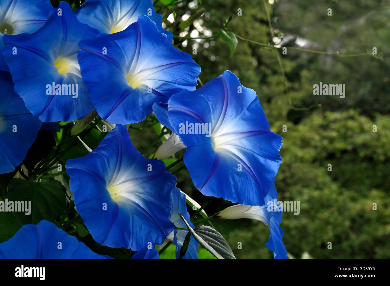 Blue Centinodia ( Convolvulus sabatius ) Fiore Foto Stock
