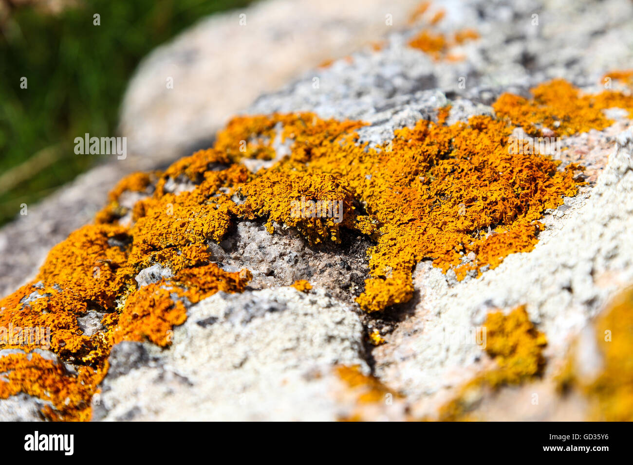 Xanthoria parietina è un foliose o frondoso, lichen nome comune comune lichene arancione Foto Stock