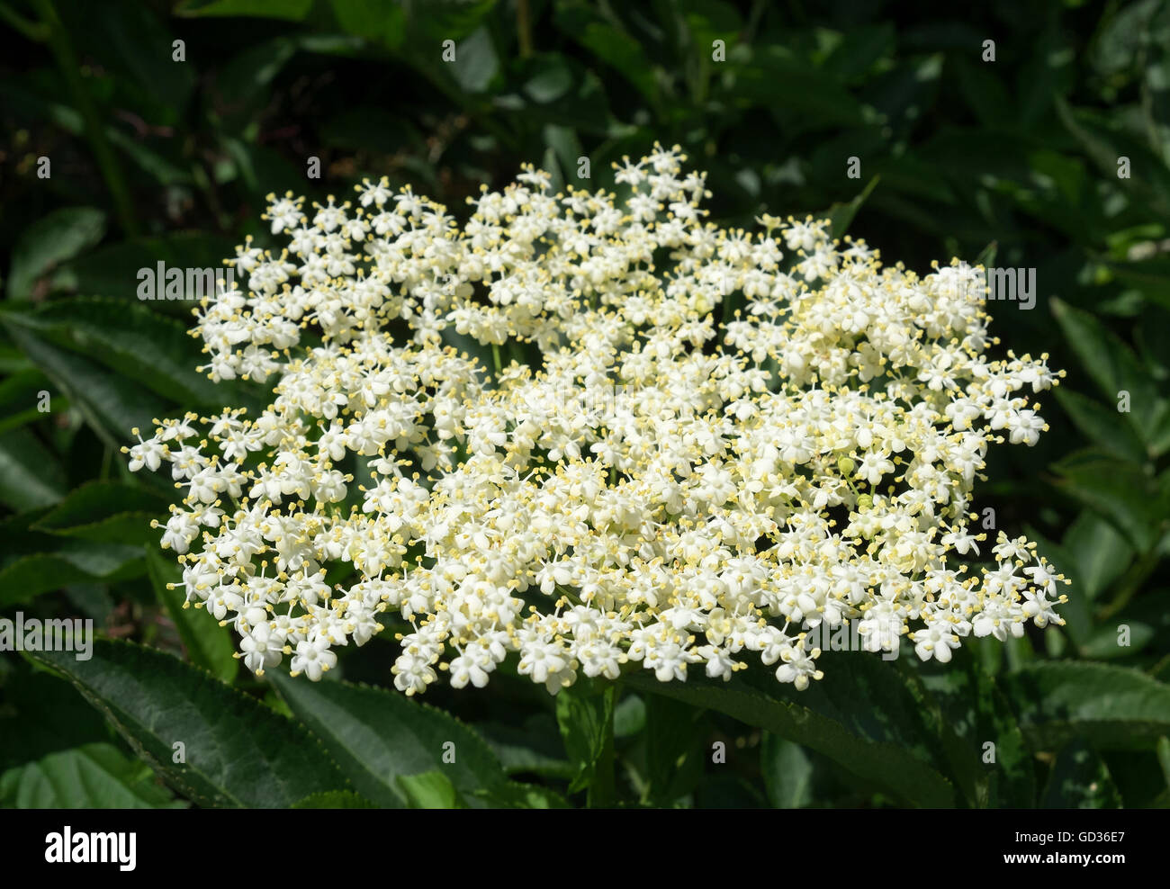 Lâ Elderflower Sambucus nigra Foto Stock