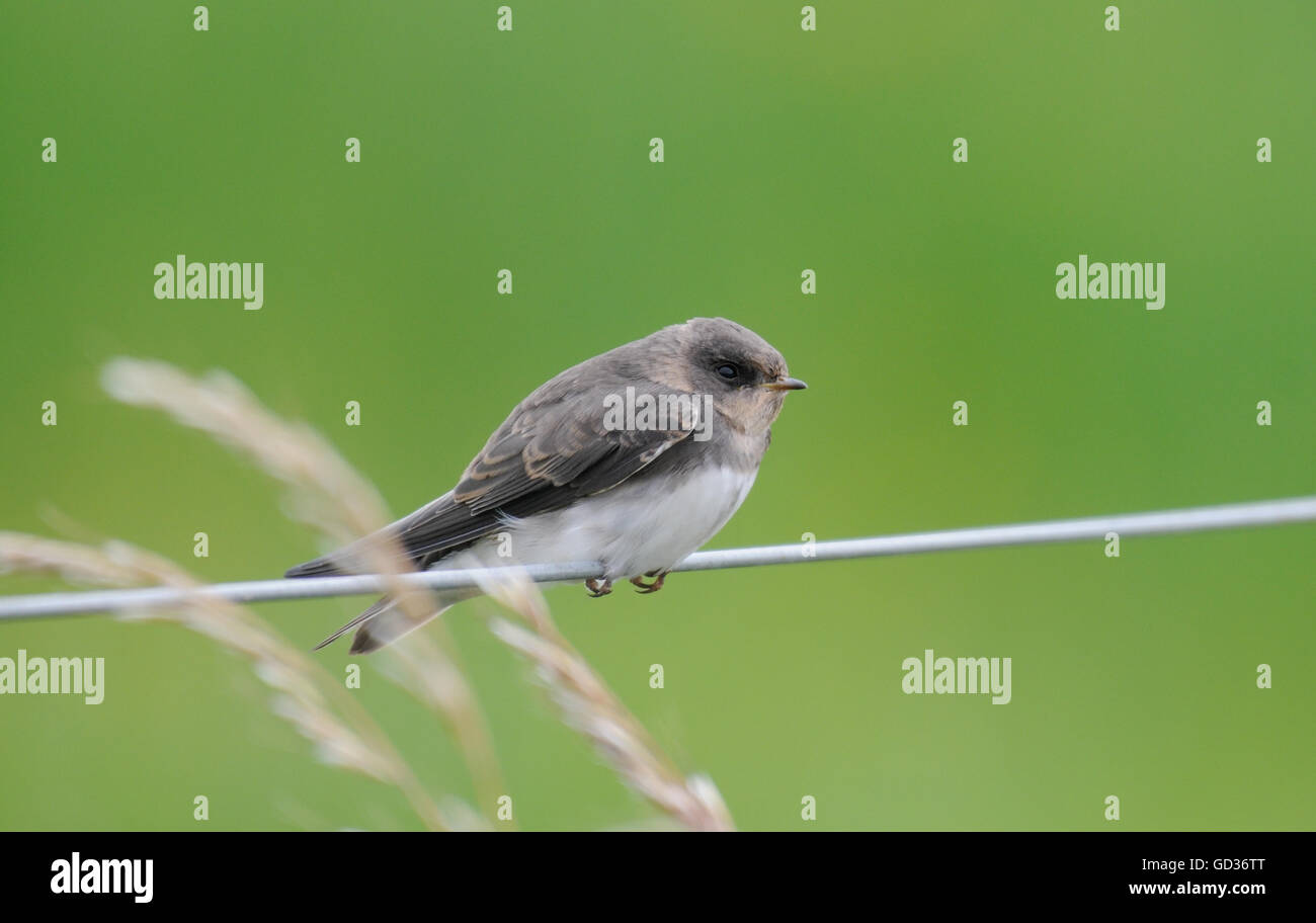 Un bambino di sabbia comune Martin (Riparia Riparia) posatoi su un recinto di filo. Islay, Ebridi Interne, Argyll, Scotland, Regno Unito. Foto Stock